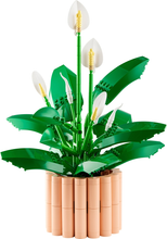 11504 Peace Lily