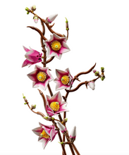 11510 Magnolia Branches